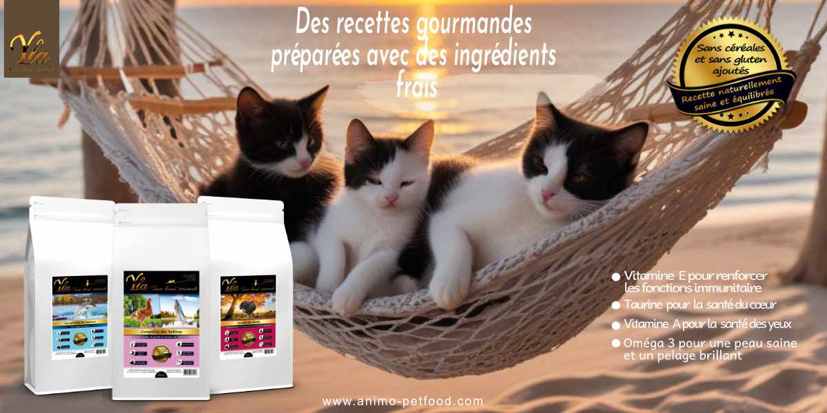 Croquettes sans céréales pour chats adultes et chatons, santé optimale